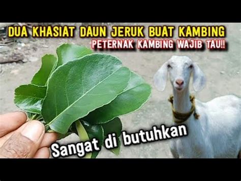 Peternak Kambing Harus Tau Khasiat Daun Jeruk Buat Kambing Ternyata