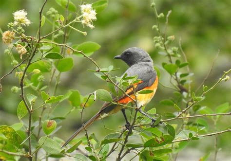 Burung Sepah Homecare24