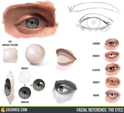 Facial Reference The Eyes By CGCookie On DeviantArt