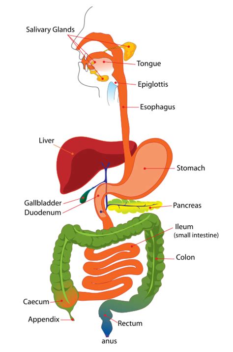 Filedigestive System Simplifiedsvg Wikimedia Commons