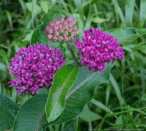 Purple Milkweed Milkweed Native Plants Wild Flowers