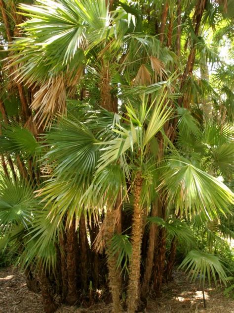 14 Classic Palm Trees Hgtv