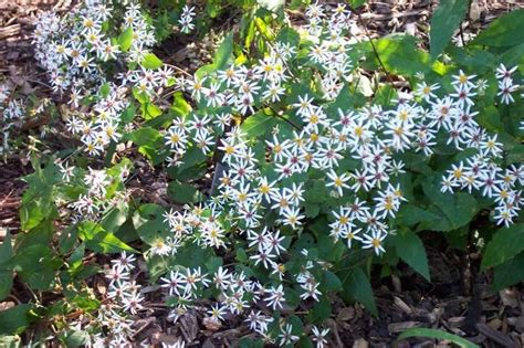 Eastern Star Woodland Aster Lurvey Landscape Supply