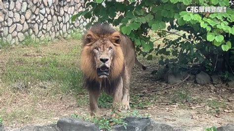 準時下班？ 高雄壽山動物園獅子16：50齊吼 華視新聞網