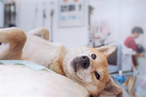 Cachorro Vomitando O Que Fazer E O Que Pode Ser IPatas