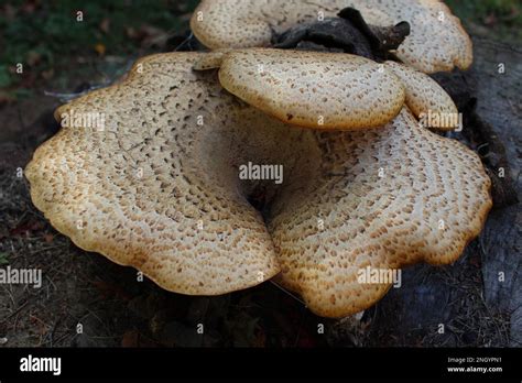 Enorme Comestible Plano Hongo Polyporus Squamosus Aka Cerioporus