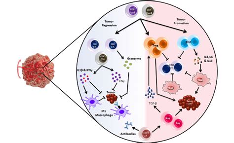 A Detailed View Of The Tumor Microenvironment The Left Hand Blue