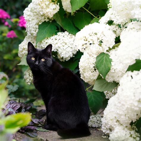 are roses safe for cats