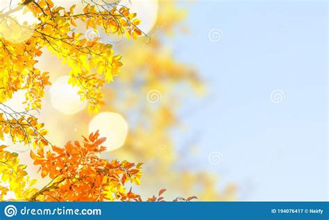 Vibrant Fall Foliage Stock Image Image Of Leaves October 194076417