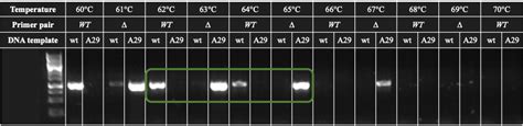 Genome Wide Analysis Of Experimentally Evolved Candida Auris Reveals