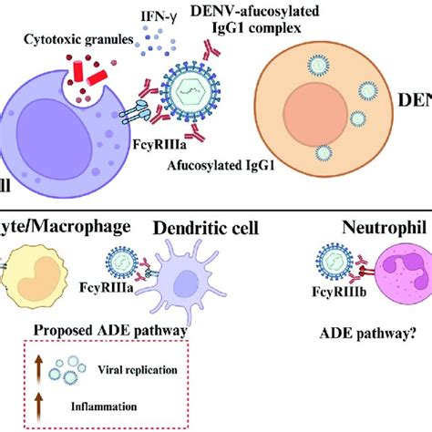 Proposed Effector Pathways In Different Immune Cells Following Download Scientific Diagram