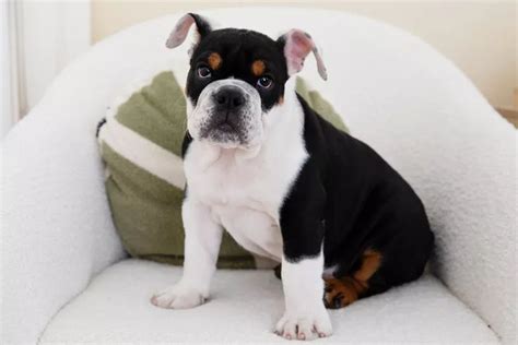 10 Different Bulldog Breeds To Consider Bulldog Breeds Bulldog