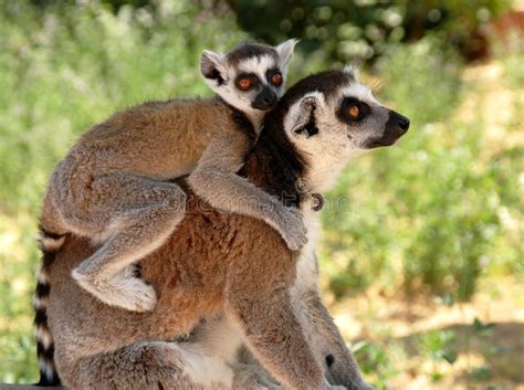 Lemur Eating Banana Stock Image Image Of Feeding Outdoors 1828705