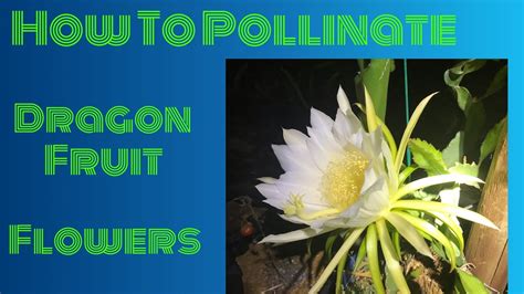 How To Pollinate Your Dragon Fruit Flowers Youtube