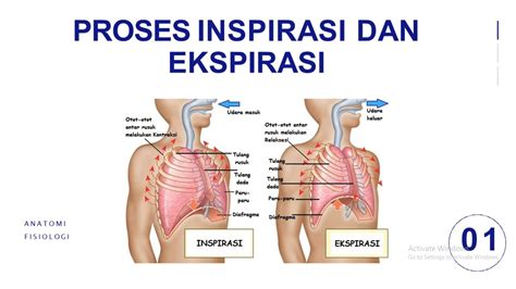 Gadera Sehat Inspirasi Dan Ekspirasi Paru Youtube