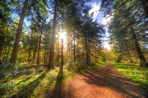 Bosque Templado