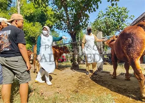 Jelang Idul Adha Kematian Sapi Di Kabupaten Kediri Terus Bertambah