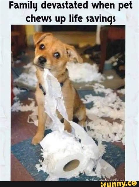 Devastated memes. Best Collection of funny Devastated pictures on iFunny