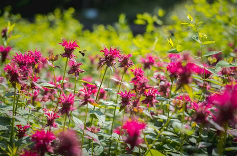 Gardening With Native Plants New York Botanical Garden