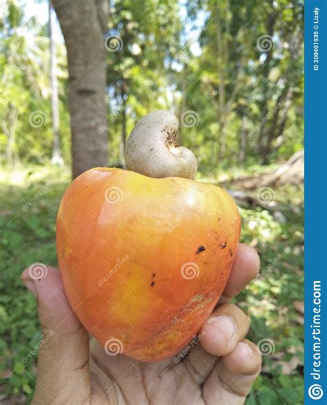 Orange And Juicy Cashew Stock Image Image Of Tree Cashew 200401935