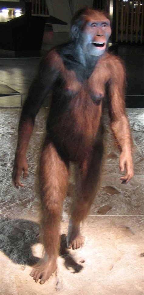 Australopithecus Afarensis Tudo Sobre Australopithecus Afarensis