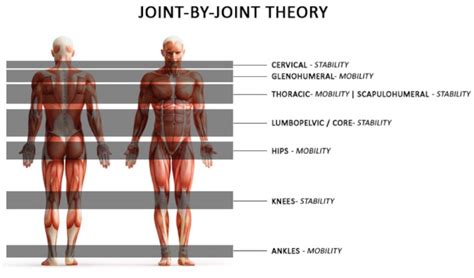 Jandas Upperlower Cross Syndrome And The Joint By Joint Model