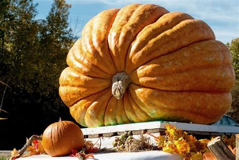 17 Types of Pumpkin Varieties For Eating - AMERICAN GARDENER