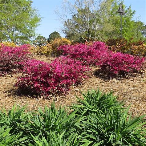 Crimson Fire™ Loropetalum Shrubs For Sale