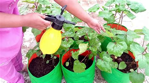 Organic Pesticide To Control Pest And Aphids In Okra Plants Terrace