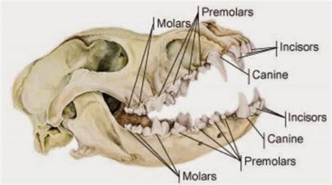 Anatomia Veterinária Dentes