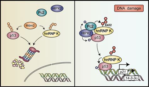 Model Illustrating The Role Of Hnrnp K Sumoylation Upon Dna Damage