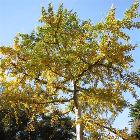 Autumn Gold Ginkgo Plants Express