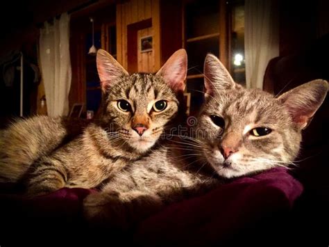 Two Cats Cuddling On White Blanket At Home Cute Domestic Striped