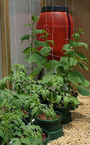 Grow Fresh Tomatoes with Hydroponic Gardening