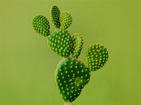 Medicinal Uses Of Cactus Plants