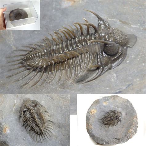 Spiny Trilobite On Original Matrix Comura Bultyncki Catawiki