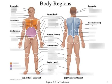 Anatomy Chapter Intro To Anatomy Diagram Quizlet