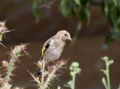 IMG 7829 Juvenile European Goldfinch Juvenile European Gol Flickr