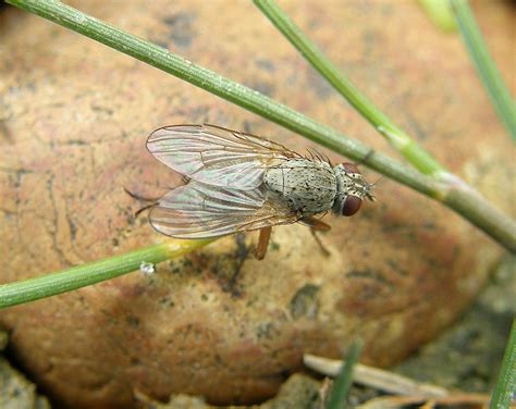 Coenosia Karli Female Rye Harbour NR Sussex 2012a Flickr