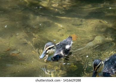 Duckling Swimming Water Stock Photo 1416629288 | Shutterstock