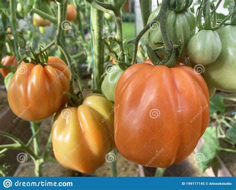 Los Tomates Rojos Crecen Y Maduran En Los Arbustos Imagen De Archivo