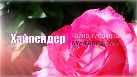 Обзор роз. Выпуск 8. Сорт ХАЙЛЕНДЕР/ двуцветные розы/ розы в Сибири ...