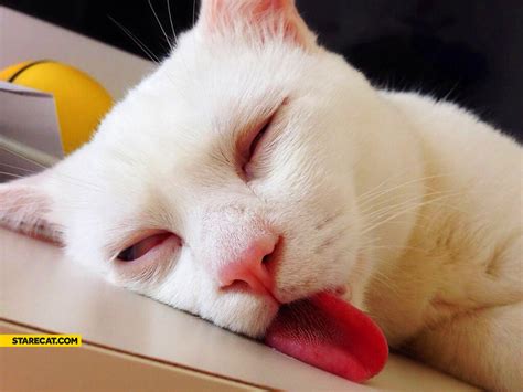 Too Hot Cat StareCat