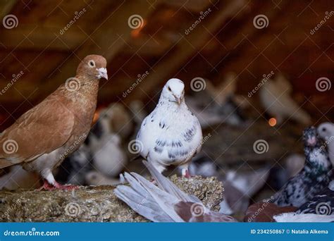 Breeding Purebred Pigeons At Private Yard Warm House For Birds Hobby