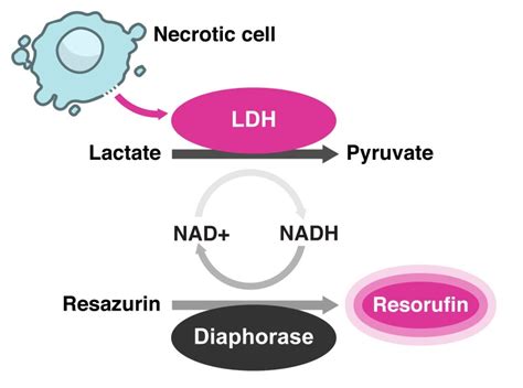 Cytotoxicity LDH Assay Kit Blog