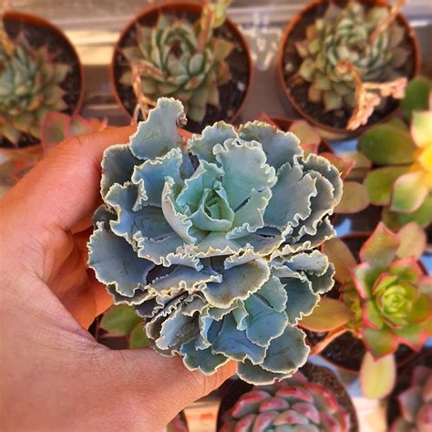 Echeveria Shaviana