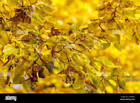 Herbstwetter In Brandenburg DEU Deutschland Brandenburg Peitz 28 10