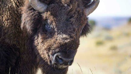 Watch The American Buffalo | A Documentary from Ken Burns | PBS