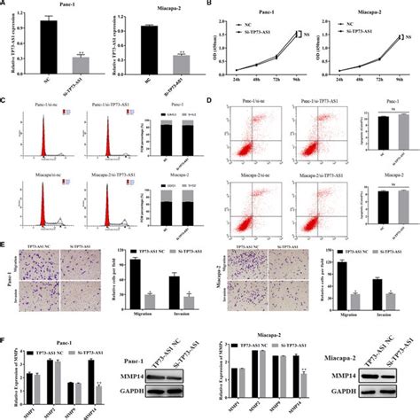 Downregulation Of Tp As Inhibited The Migration And Invasion Of Pc