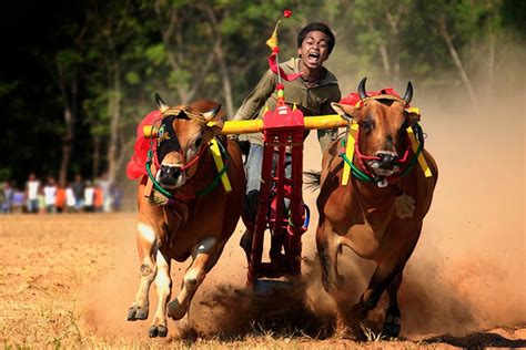 Karapan Sapi A Cow Racing In Madura Island Indonesian Islands Culture